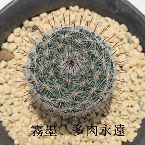 n,肸݂̈ĕ,n,肸,}~A,nʔ,n̔,T{e̖nʔ,T{en̈ĕ₵,JXj,zj,aj,Vzj,hV̓,-Mammillaria Kirizumi,i