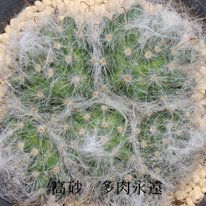 ,,̈ĕ,}~A,ʔ,̔,T{e̒ʔ,T{e}~Äĕ₵,JXj,zj,aj,Vzj,hV̓,-Mammillaria bocasana,i