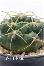 E̐},̂,T{e,ʔ,GLmvVX-Echinopsis eyriesii f.variegata