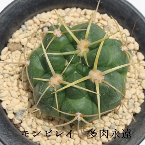 rC,rC̈ĕ,rC,MmJLE,rCʔ,rC̔,T{ẽrCʔ,T{erC̈ĕ₵,JXj,zj,aj,Vzj,hV̓,Gymnocalycium monvillei var. coloratum,i