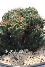 E̐},̂,T{e,ʔ,GLmvVX-Echinopsis eyriesii f.variegata