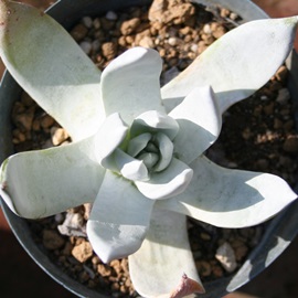 ۗt受u,܂͂ɂ͂A_h-Dudleya antoni