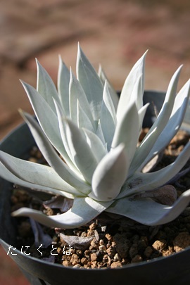 受u,ɂ͂,受uʔ,受u,受uĕB₵,受u,_h-Dudleya brittonii