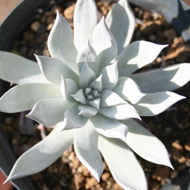 受u,ɂ͂A_h-Dudleya brittonii