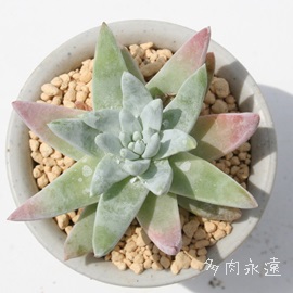 O[j[zCgA_h-Dudleya brittonii