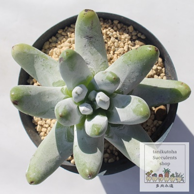 pLtBbc,pLtBbcʔ,pLtBbcgt,pLtBbcĕB₵,_h-Dudleya PACHYPHYTUM