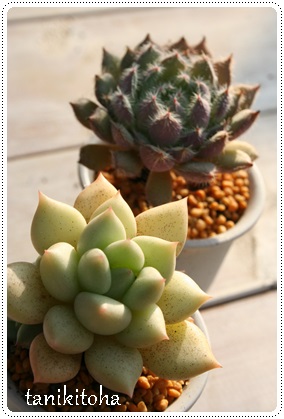 AC{[AGPxA-Echeveria Ivory