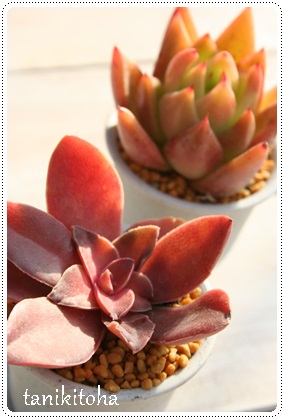 OA˂ڂAGPxA-Echeveria atropurpurea