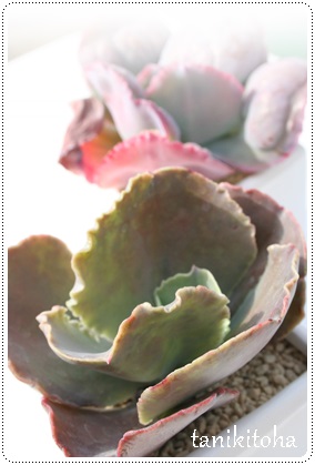 A[[CgAGPxA-Echeveria cv 'ARLIE WRIGHT'