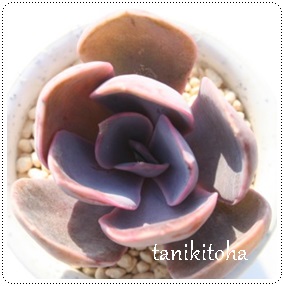 Ip[AGPxA-Echeveria 'OPARL'