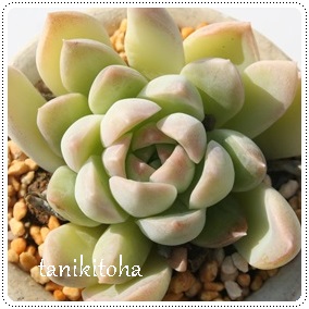 G~AAGPxA-Echeveria cv 'EMILIA'