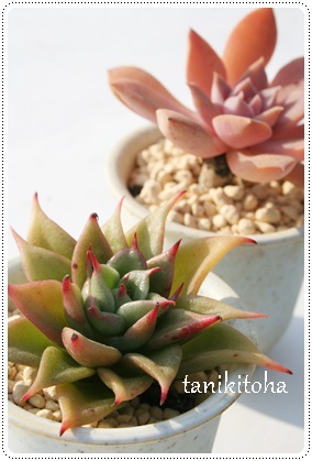 ԂقA}JxAiAGPxA-Echeveria agavoides 'Macabeana'