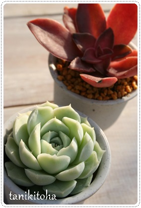 AoAGPxA-Echeveria cv 'ALBA'