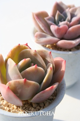 CuPC^ACuJ^AGPxA-Echeveria eImbricataf