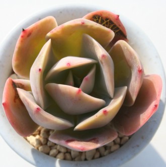 CuPC^ACuJ^AGPxA-Echeveria eImbricataf