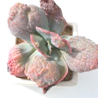 GgiACeiAGPxA-Echeveria cv 'ETNA'