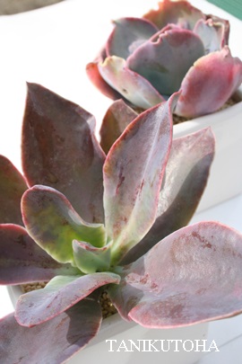 ł̒߁A̂AGPxA-Echeveria cv 'AKATUKINOTURU'