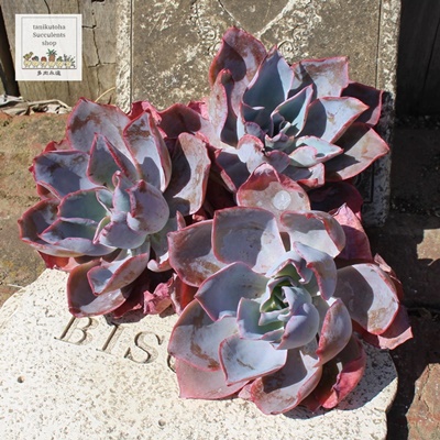 At^[O[AGPxA-Echeveria cv 'AFTER GLOW'