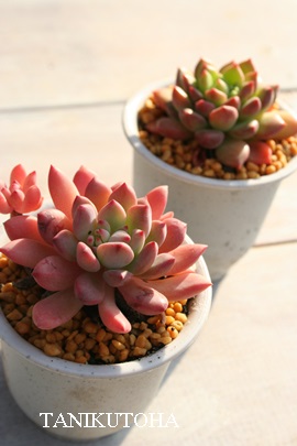 AGiAGPxA-Echeveria amoena