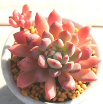 AGiAGPxA-Echeveria amoena