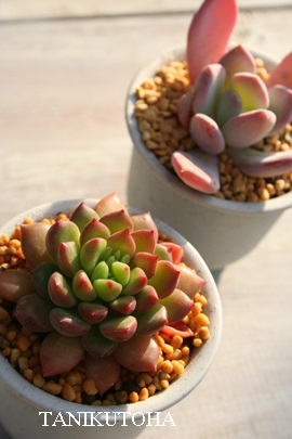 GhbvAGPxA-Echeveria Emerald Ripple