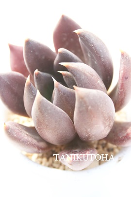 AtBjXAGPxA-Echeveria cv 'AFINIS'