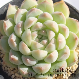 AoA΂݂ɁAGPxA-Echeveria cv 'ALBAMINI'