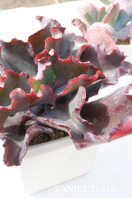 CujOhXAGPxA-Echeveria cv 'EVENING DRESS'