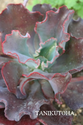 CujOhXAGPxA-Echeveria cv 'EVENING DRESS' 