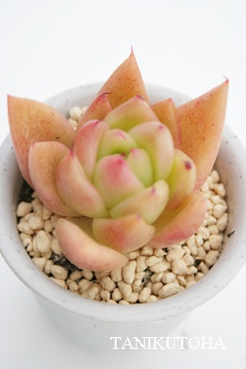 AK{CfXV[uAGPxA-Echeveria agavoides thin leave