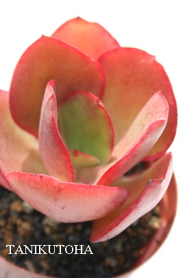 IybcbhAGPxA-Echeveria cv 'Orpet's Red'