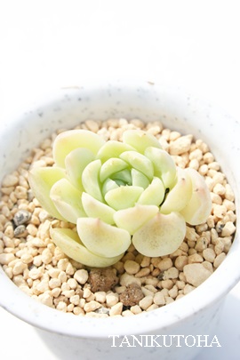 CAAGPxA-Echeveria cv 'ILIA'