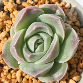 AoZuAGPxA-Echeveria cv 'ALBASEVEN'