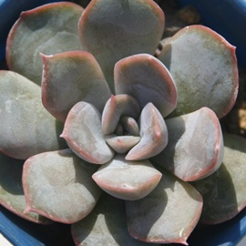 IIAGPxA-Echeveria cv 'OLION'