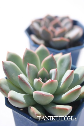 GCvXAGPxA-Echeveria cv 'APUS'