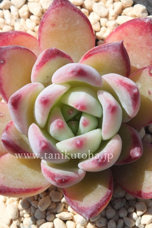 䕃P[L,GPxA-Echeveria cv ICHIGOCAKE