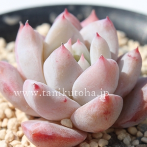 䕃~N,GPxA-Echeveria cv ICHIGOMILK