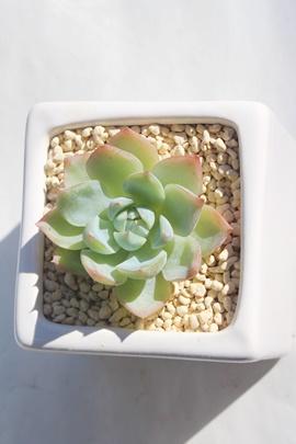 アローンスター,アローンスター紅葉,アローンスター通販,アローンスター育て方,アローンスター属,エケベリア属-Echeveria ALONE STAR