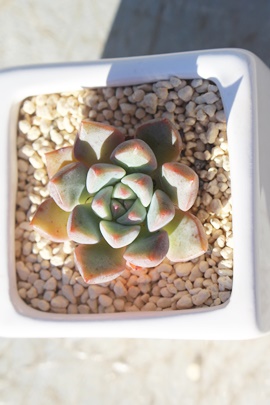 エコー,エコー紅葉,エコー通販,エコー育て方,エコー属,エケベリア属-Echeveria ECO