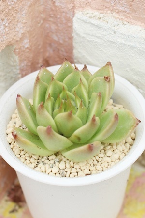 お茶姫,お茶姫紅葉,お茶姫通販,お茶姫育て方,お茶姫属,エケベリア属-Echeveria ichigozaiku