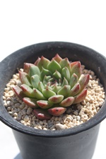 IrA,IrAgt,IrAʔ,IrAĕ,IrA,GPxA-Echeveria Olivia