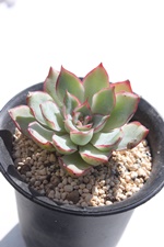 エスター,エスター紅葉,エスター通販,エスター育て方,エスター属,エケベリア属-Echeveria Esther