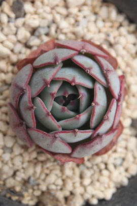 エンシノ,エンシノ紅葉,エンシノ通販,エンシノ育て方,エンシノ属,エケベリア属-Echeveria Strawberry syrup