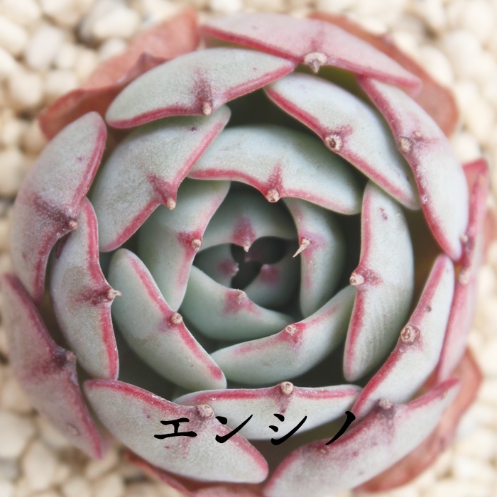 エンシノ,エケベリア属-Echeveria Encino