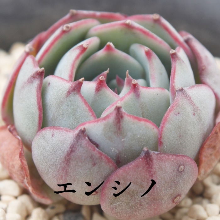 エンシノ,エケベリア属-Echeveria Encino