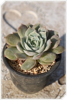 オウンスロー,エケベリア属-Echeveria cv Onslow