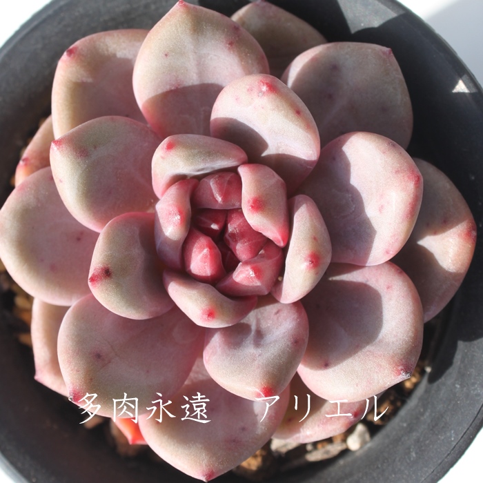 アリエル,エケベリア属-Echeveria cv Ariel