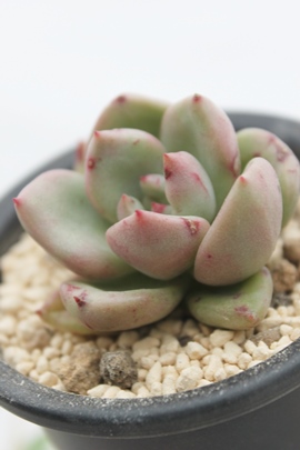 A{JhN[,GPxA-Echeveria cv OWAN