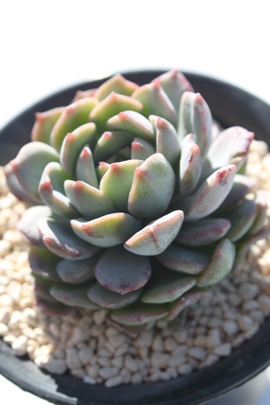 GRe,GPxA-Echeveria cv OWAN