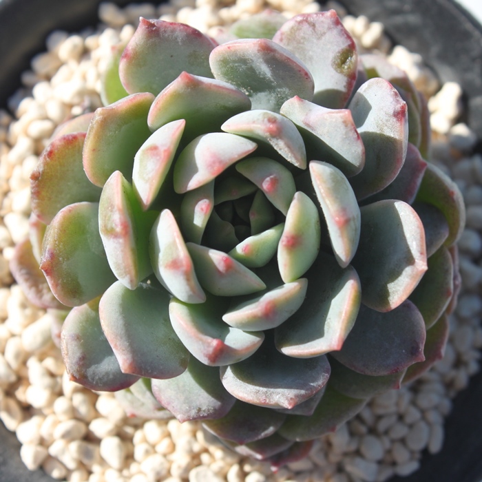 エコラテ,エケベリア属-Echeveria Ecolatte